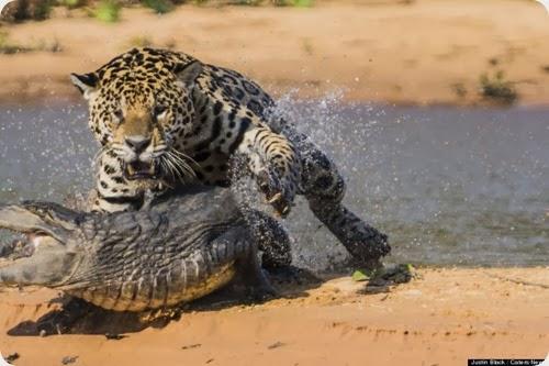 jaguar vs caiman5 jaguar vs caiman5