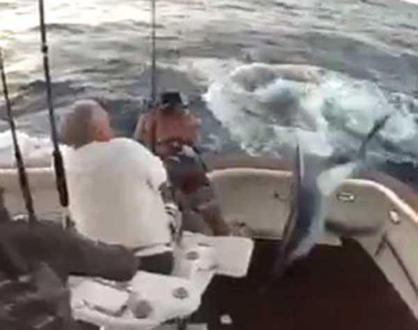 marlín salta dentro del barco, pescador salta al agua marlín salta dentro del barco, pescador salta al agua