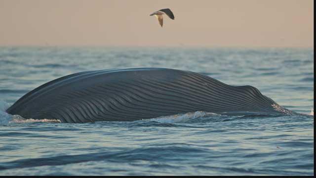 ballena en un frenesí de alimentación ballena en un frenesí de alimentación