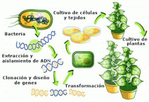 ¿QUE SON LOS TRANSGENICOS Y COMO SE HACEN?