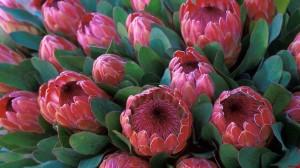 ¿Por qué no casarse en junio, julio o agosto? Parte 2: las flores de invierno ¿Por qué no casarse en junio, julio o agosto? Parte 2: las flores de invierno