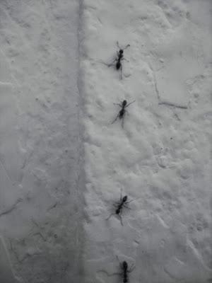 campo(s)antos campo(s)antos