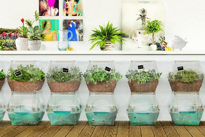 El Futuro de la Comida The Aqualibrium Garden 1 aqualibrium garden aquaponics 1.jpeg.662x0 q100 crop scale El Futuro de la Comida The Aqualibrium Garden