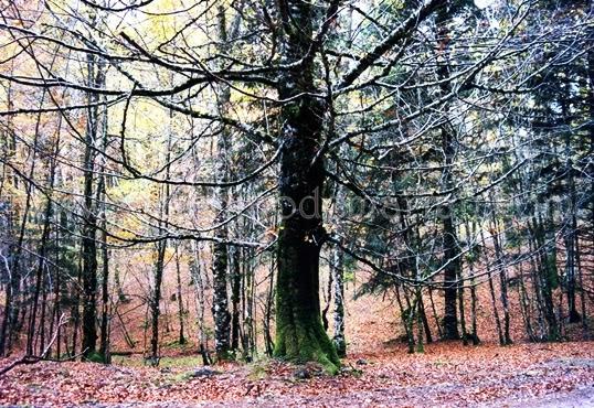 Recorriendo los senderos de España durante el otoño