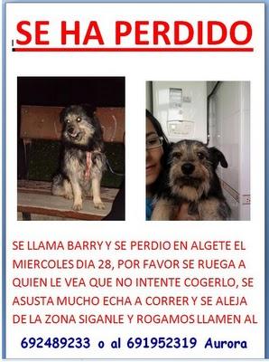 BARRY SE HA PERDIDO EN ALGETE, MADRID. BARRY SE HA PERDIDO EN ALGETE, MADRID.