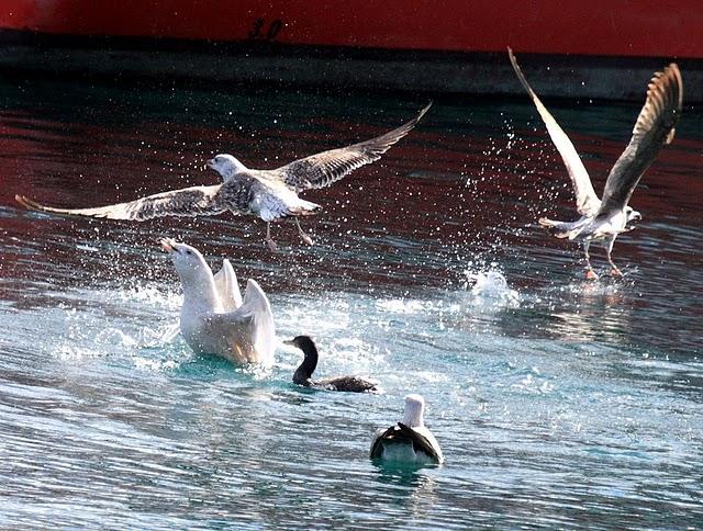 LARUS HYPERBOREUS-GAVIÓN HIPERBÒREO-GLAUCOUS GULL