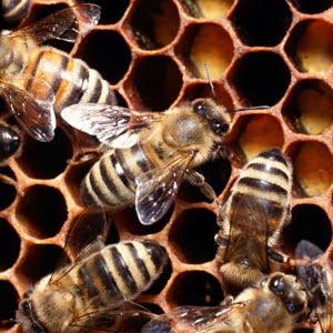 ¿ Crees resuelta la desaparición de abejas ?