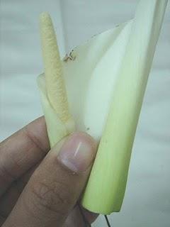 Cómo hacer vos misma un boutonnière para el novio Cómo hacer vos misma un boutonnière para el novio