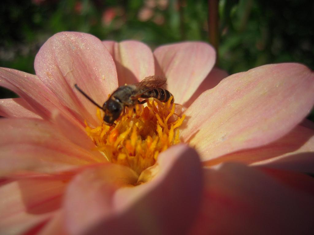 ¿Quieres ser una abeja obrera?