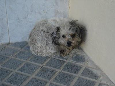 Punky, abandonado en un rincón, Cordoba.