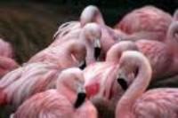Más de 8.000 pollos de flamenco han nacido en la Laguna de Fuente de Piedra