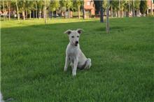 Perrita en la calle, se necesita una casa de acogida, Murcia.