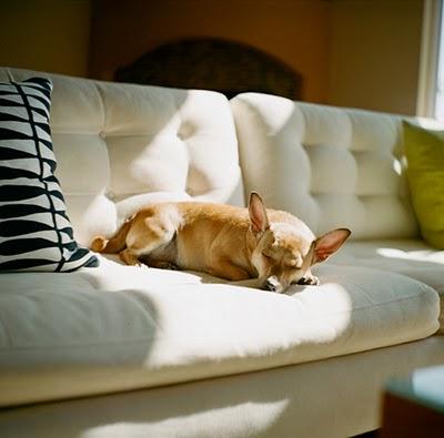 Lunes de Mascotas en Interiores Lunes de Mascotas en Interiores