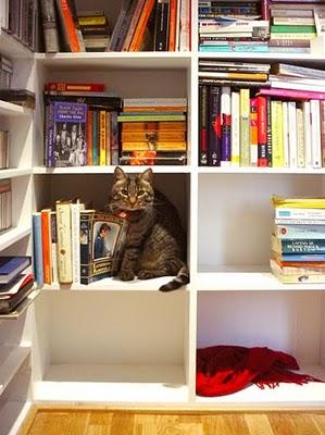 Lunes de Mascotas en Interiores Lunes de Mascotas en Interiores