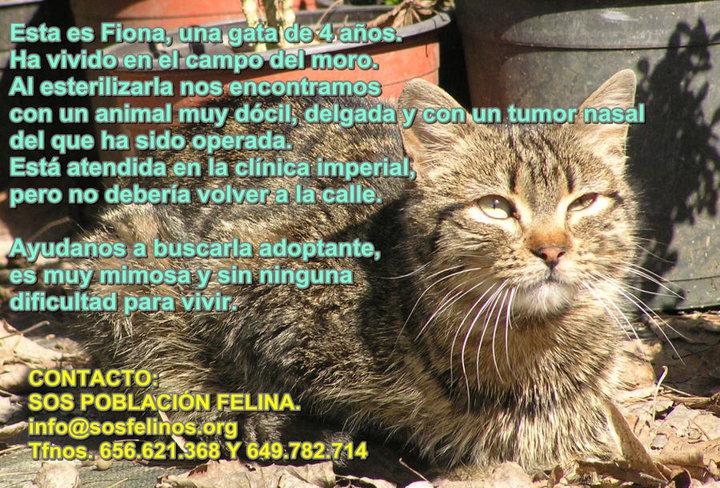 Me pareció ver dos lindos gatitos (Madrid) Me pareció ver dos lindos gatitos (Madrid)
