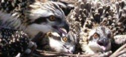 Dos parejas de águila pescadora se han reproducido por segundo año consecutivo en Andalucía