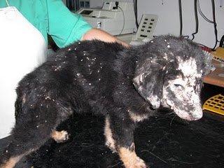 Murcia, cachorro ... no hay palabras Murcia, cachorro ... no hay palabras
