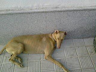 Galga en Sevilla, muy urgente,