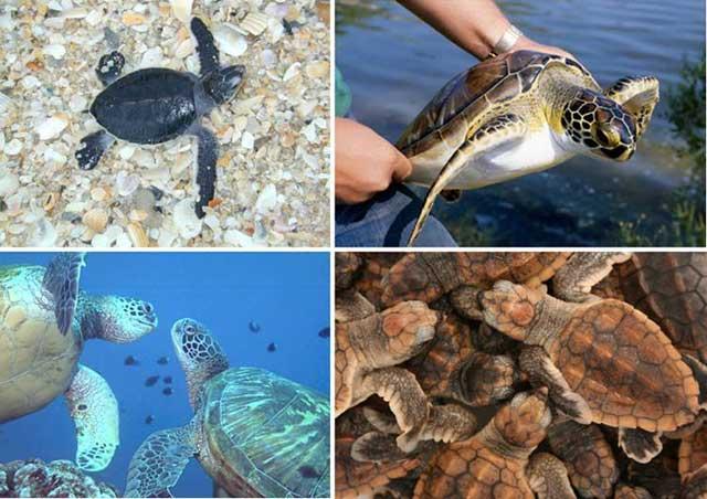 olfato de las tortugas marinas olfato de las tortugas marinas