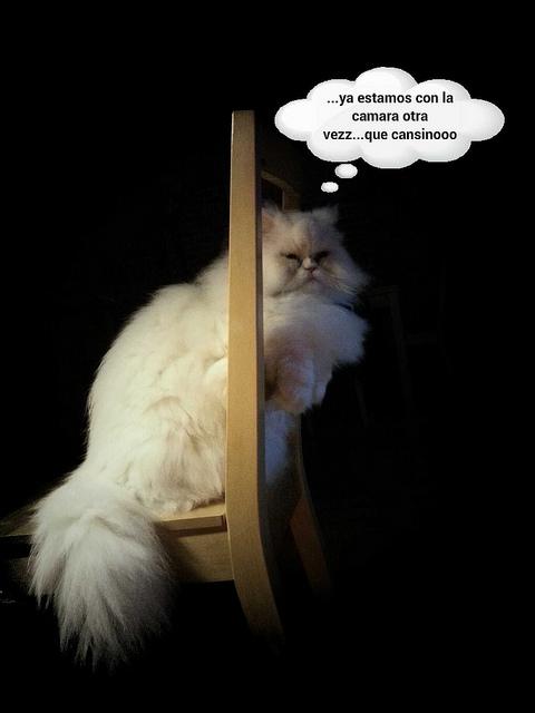 Estamos tan Agustito XV. Posando II estamos tan agustito