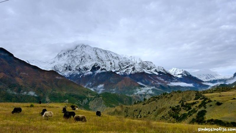 Día 7: Poniendo nombre a las montañas Yaks y Annapurna III