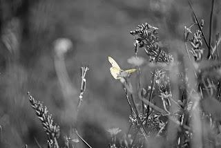 Alma presa, horizonte secreto.. Alma presa, horizonte secreto..