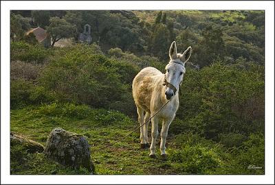 Un premio Nobel para niños Un premio Nobel para niños