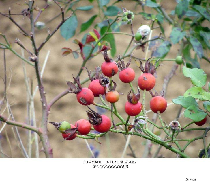 Píldoras (de Otoño) bayas