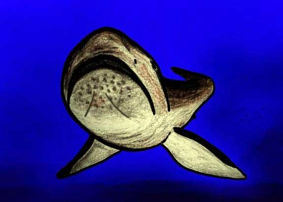 tiburón boca ancha extinto, dibujo tiburón boca ancha extinto, dibujo