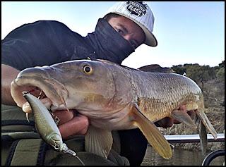 Barbos y artificiales! Barbos y artificiales!