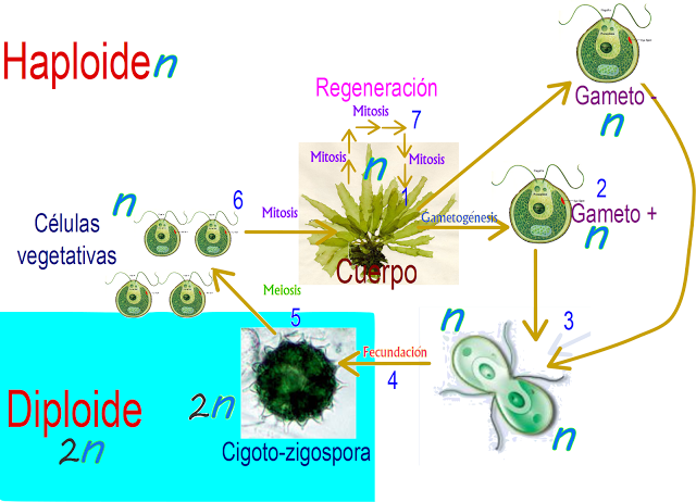 Ciclo de vida de las algas Ciclo de vida de las algas