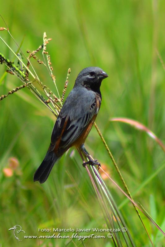 Capuchino garganta café (Dark-throated Seedeater) Sporophila ruficollis