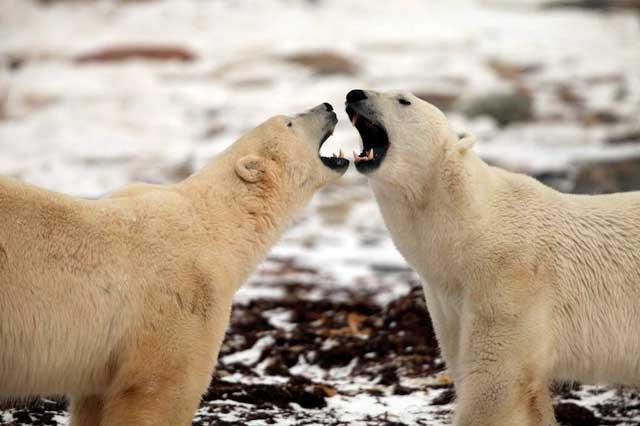 osos polares en la bahía de Hudson