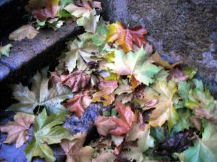 La lujosa paleta de colores propia del Otoño - auténtica naturaleza muerta