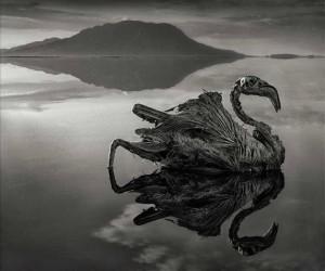 Pájaros y murciélagos momificados en Tanzania Ave momificada en el lago Natron en Tanzania. Crédito fotografía: Nick Brandt