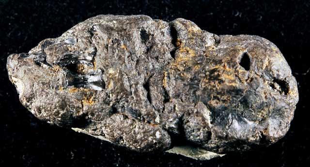 coprolito de bebé de tiburón coprolito de bebé de tiburón