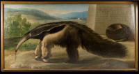101 Obras Maestras: Ciencia y arte en museos y bibliotecas de Madrid (online) El oso hormiguero de Carlos III (Créditos 101obrasmaestras.com)