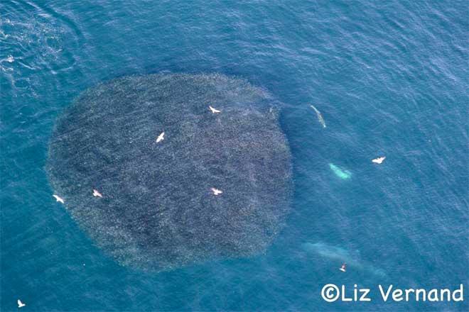 ballenas jorobadas de alimentan de enorme cardumen de anchoas ballenas jorobadas de alimentan de enorme cardumen de anchoas