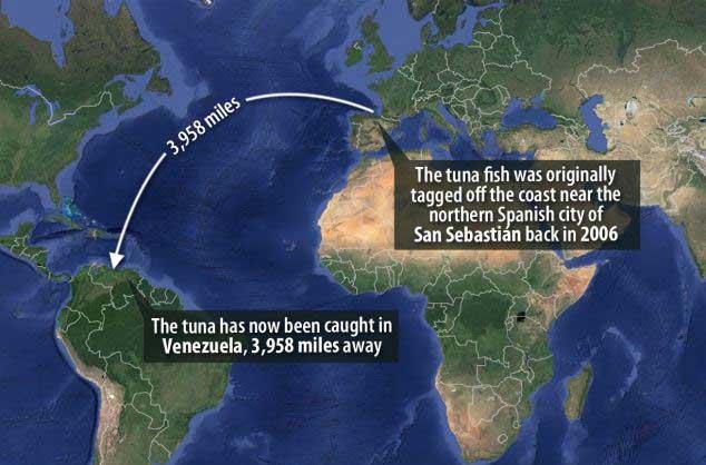 viaje de un atún de Espana a Venezuela