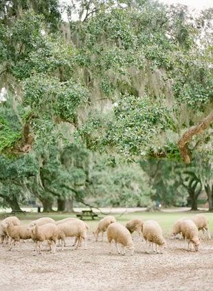UNA BODA EN EL CAMPO....RODEADA DE NATURALEZA UNA BODA EN EL CAMPO....RODEADA DE NATURALEZA