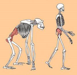 Bipedestación (II): adaptaciones anatómicas Bípedos