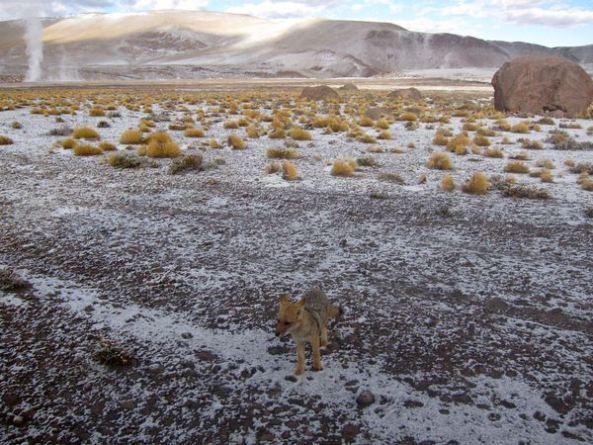 Mochilando por Chile. Día 14: Ultimo día en Atacama. Geysers del Tatio y Museo Gustavo Le Paige chile-dia-14-