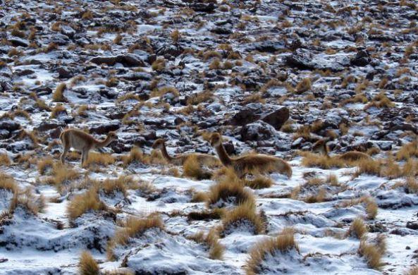 Mochilando por Chile. Día 14: Ultimo día en Atacama. Geysers del Tatio y Museo Gustavo Le Paige chile-dia-14-