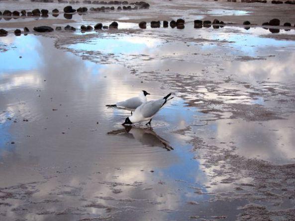Mochilando por Chile. Día 14: Ultimo día en Atacama. Geysers del Tatio y Museo Gustavo Le Paige chile-dia-14