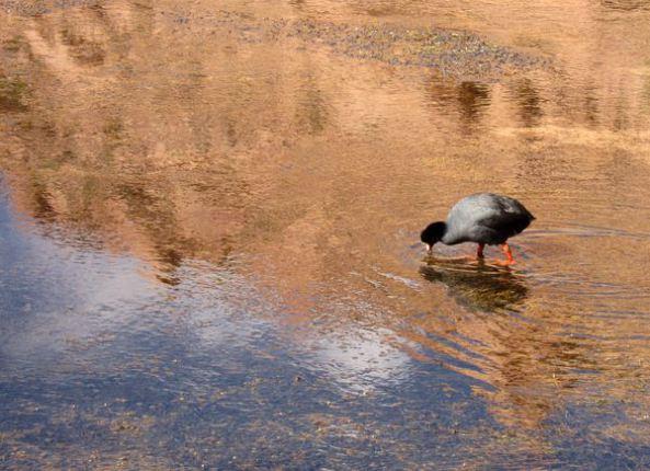 Mochilando por Chile. Día 14: Ultimo día en Atacama. Geysers del Tatio y Museo Gustavo Le Paige chile-dia-14-