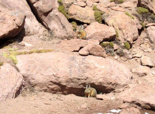 Mochilando por Chile. Día 14: Ultimo día en Atacama. Geysers del Tatio y Museo Gustavo Le Paige chile-dia-14-