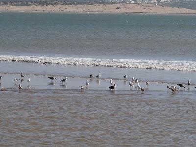 Nos vamos de excursión a Essaouira Nos vamos de excursión a Essaouira