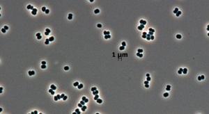 La NASA encuentra un nuevo tipo de vida, sin salir de sus propias instalaciones pia17369-640