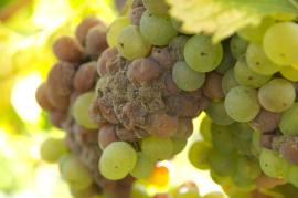 Los defectos más comunes del vino Noble Rot