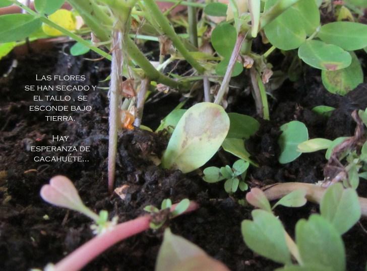 Breve historia de diez cacahuetes. tallo